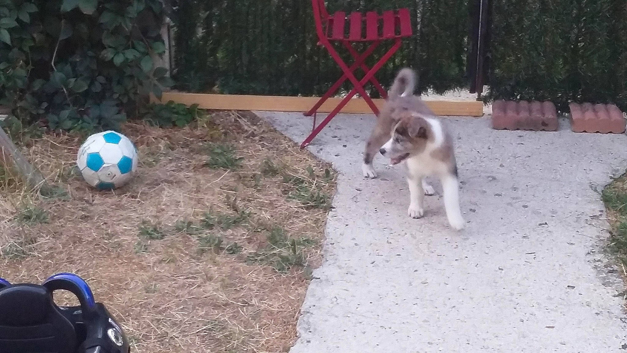 Onely a rejoint le concours — aidez-le/la à gagner de superbes lots ! ball, carnivore, companion_dog, dog, dog_breed, fawn, football, grass, plant, recreation, siberian_husky, sled_dog, soccer, soccer_ball, soil, sports_equipment, sports_gear, sports_toy, tail, tree