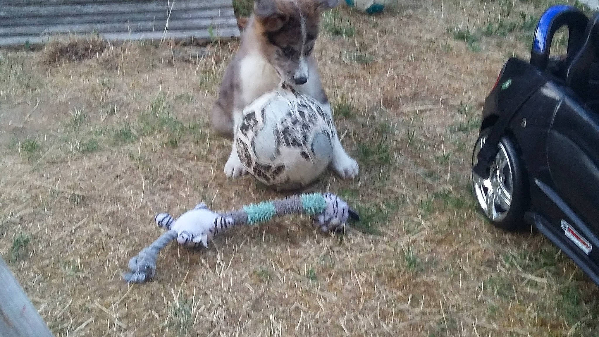 Onely a rejoint le concours — aidez-le/la à gagner de superbes lots ! automotive_tire, canidae, car, carnivore, companion_dog, dalmatian, dog, dog_breed, dog_supply, fawn, grass, herd, rim, soil, tail, terrestrial_animal, tire, vehicle, vehicle_door, wheel