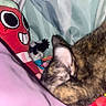 cat, plush_toy, blanket, fabric, colorful, cozy, indoor, soft, pet, fur, ears, red, pink, blue, pattern, stuffed_animal, cute, resting, close_up, comfort