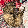 cat, tortoiseshell, sleeping, blanket, couch, pillow, patterned, red, black, white, pink, soft, cozy, indoor, pet, resting, fur, animal, comfort, relaxation