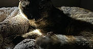 Shadow is registered to the contest to win money with this photo: cat, feline, pet, animal, blanket, texture, cozy, shadow, light, fur, ears, resting, indoor, soft, warm_light, dark_background, relaxed, sleepy, closeup, quiet