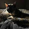 cat, feline, pet, animal, blanket, texture, cozy, shadow, light, fur, ears, resting, indoor, soft, warm_light, dark_background, relaxed, sleepy, closeup, quiet