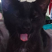 Lola joined the competition — help win amazing prizes! cat, black_cat, yawning, tongue, whiskers, ears, closeup, pet, indoor, household, fur, portrait, cute, sleepy, mammal, animal, nose, chin, blanket, furniture