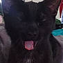 cat, black_cat, yawning, tongue, whiskers, ears, closeup, pet, indoor, household, fur, portrait, cute, sleepy, mammal, animal, nose, chin, blanket, furniture