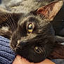 cat, black_cat, close_up, portrait, whiskers, yellow_eyes, eye_reflection, feline, pet, relaxed, sleepy, fur, ear, nose, macro, cozy, hand, sweater, indoor, soft_lighting