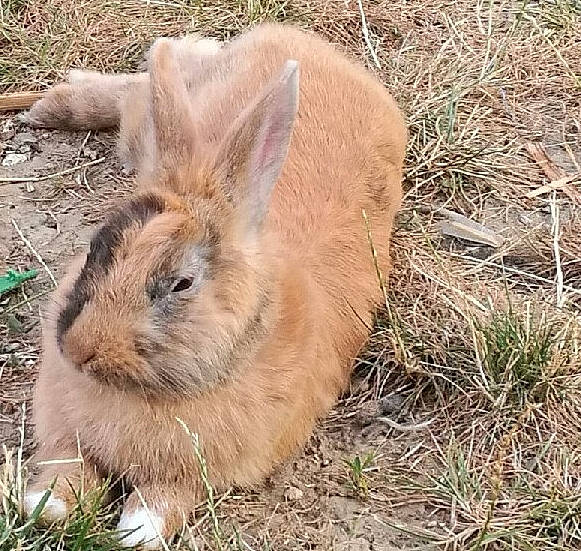Roucky a rejoint le concours — aidez-le/la à gagner de superbes lots ! audubons_cottontail, domestic_rabbit, ear, fawn, grass, hare, mammal, mountain_cottontail, plant, rabbit, rabbits_and_hares, terrestrial_animal, whiskers, wildlife, wood_rabbit