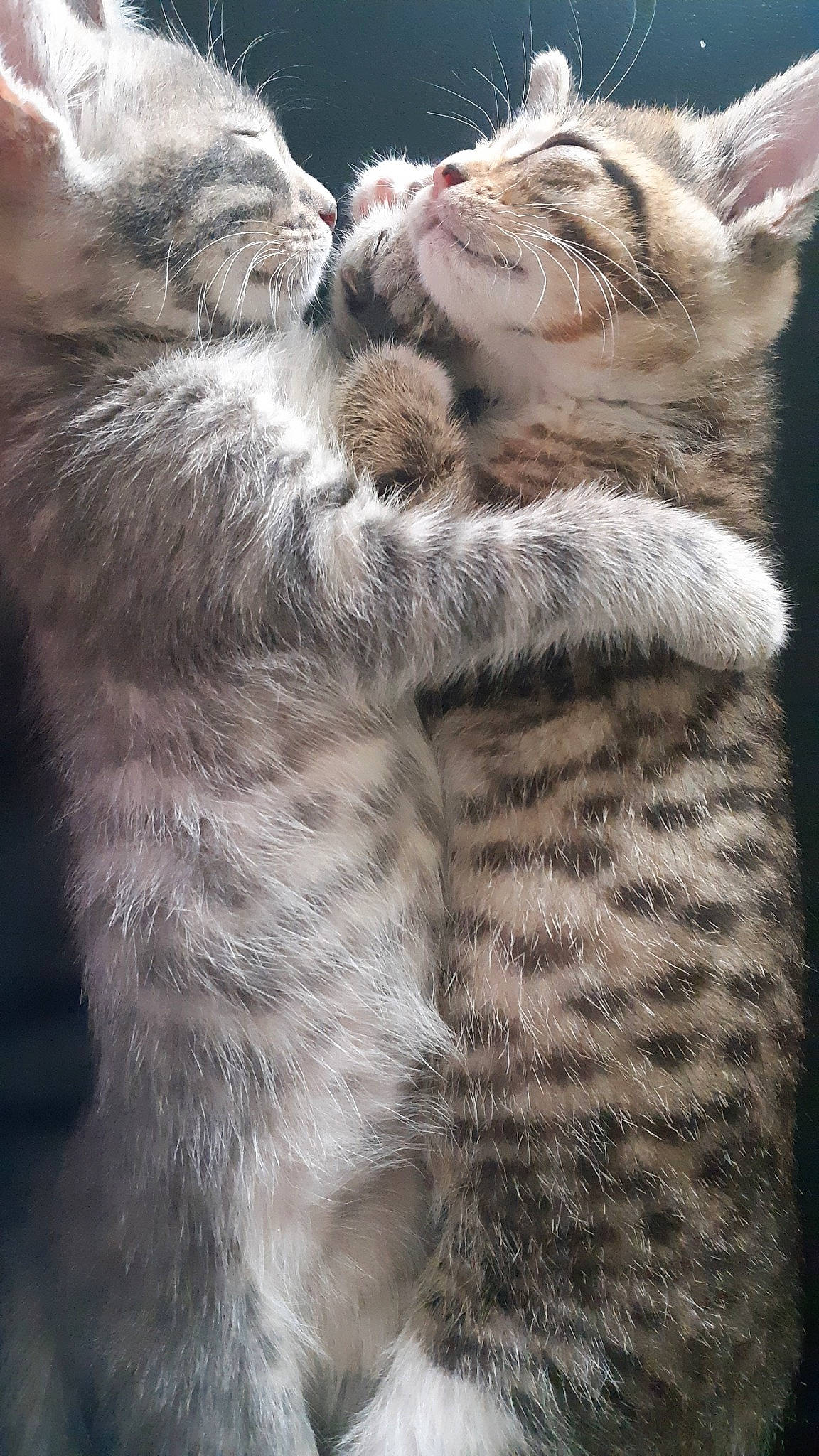 Etoile Et Tigresse participe au concours pour gagner de l&#x27;argent avec cette photo : american_shorthair, asian, carnivore, cat, domestic_short_haired_cat, dragon_li, egyptian_mau, european_shorthair, felidae, fur, kitten, mammal, ocicat, oriental_longhair, pixie_bob, small_to_medium_sized_cats, snout, tabby_cat, vertebrate, whiskers