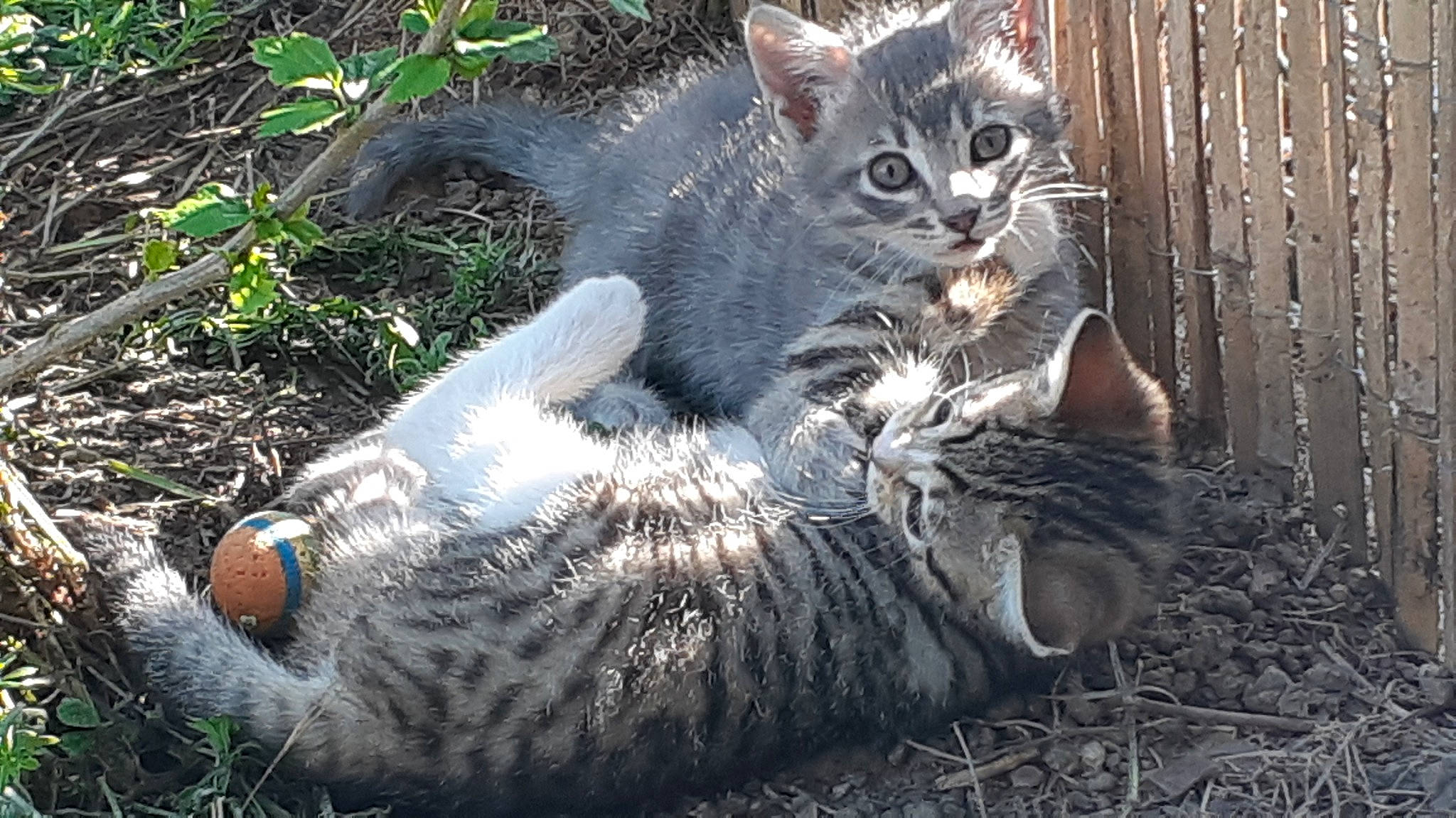 Etoile Et Tigresse participe au concours pour gagner de l&#x27;argent avec cette photo : american_shorthair, asian, california_spangled, carnivore, cat, domestic_short_haired_cat, dragon_li, egyptian_mau, european_shorthair, felidae, grass, kitten, mammal, pixie_bob, small_to_medium_sized_cats, snout, tabby_cat, vertebrate, whiskers, wild_cat