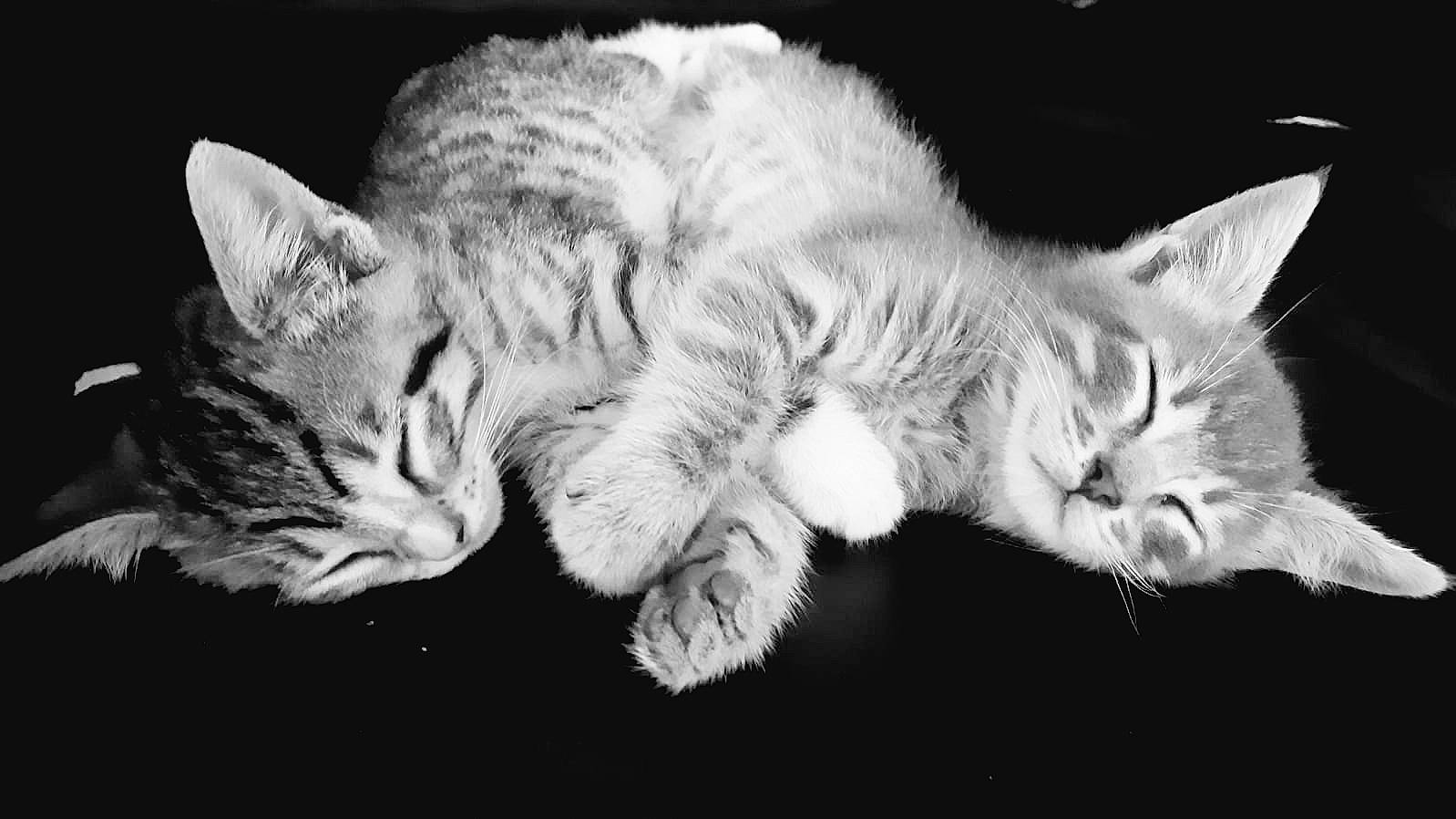 Etoile Et Tigresse participe au concours pour gagner de l&#x27;argent avec cette photo : asian, black_and_white, carnivore, cat, domestic_short_haired_cat, ear, european_shorthair, felidae, fur, kitten, mammal, monochrome, monochrome_photography, nap, paw, sleep, small_to_medium_sized_cats, style, tabby_cat, whiskers