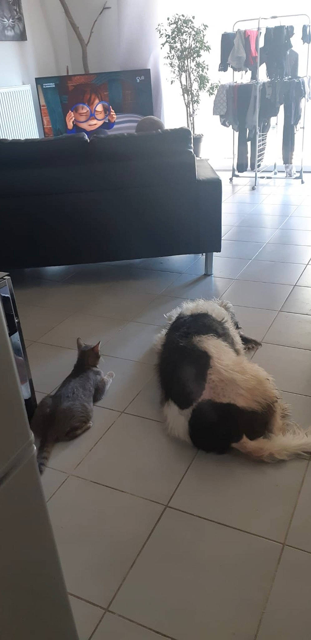 Rox a rejoint le concours — aidez-le/la à gagner de superbes lots ! canidae, carnivore, cat, felidae, floor, flooring, fur, small_to_medium_sized_cats, tail, tile, whiskers