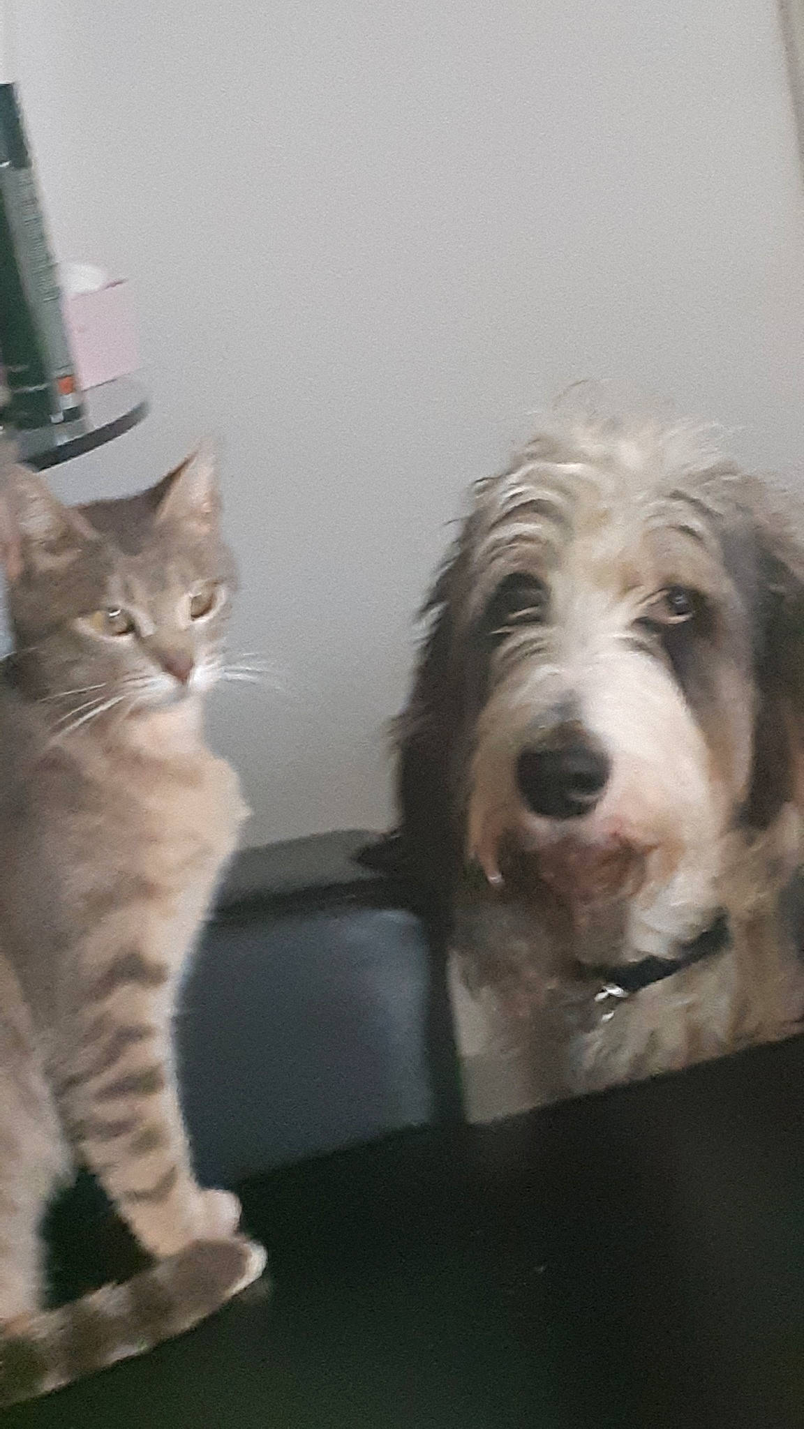 Rox participe au concours pour gagner de l'argent avec cette photo : bearded_collie, briquet_griffon_vendeen, canidae, carnivore, cat, dog, dog_breed, felidae, fur, irish_soft_coated_wheaten_terrier, kitten, mammal, old_english_sheepdog, petit_basset_griffon_vendeen, polish_lowland_sheepdog, sapsali, small_to_medium_sized_cats, sporting_group, tail, vertebrate
