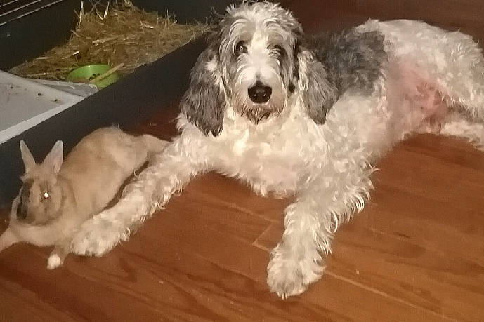 Rox participe au concours pour gagner de l'argent avec cette photo : briquet_griffon_vendeen, canidae, carnivore, cockapoo, companion_dog, dog, dog_breed, grand_basset_griffon_vendeen, mammal, petit_basset_griffon_vendeen, poodle_crossbreed, rare_breed_dog, spaniel, sporting_group, vertebrate