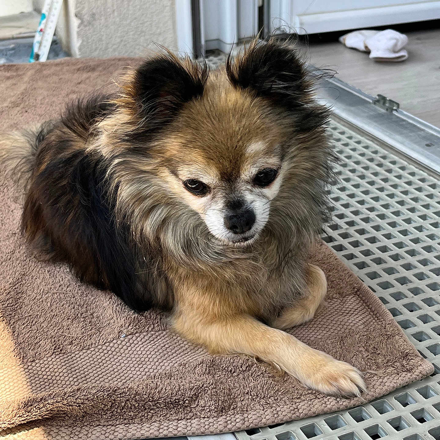 Ash participe au concours pour gagner de l'argent avec cette photo : animal, brown_towel, calm, companion, cute, dog, door, fluffy, fur, home, outdoor, paw, pet, porch, quiet, quiet_moment, relaxed, resting, small_dog, sunlight