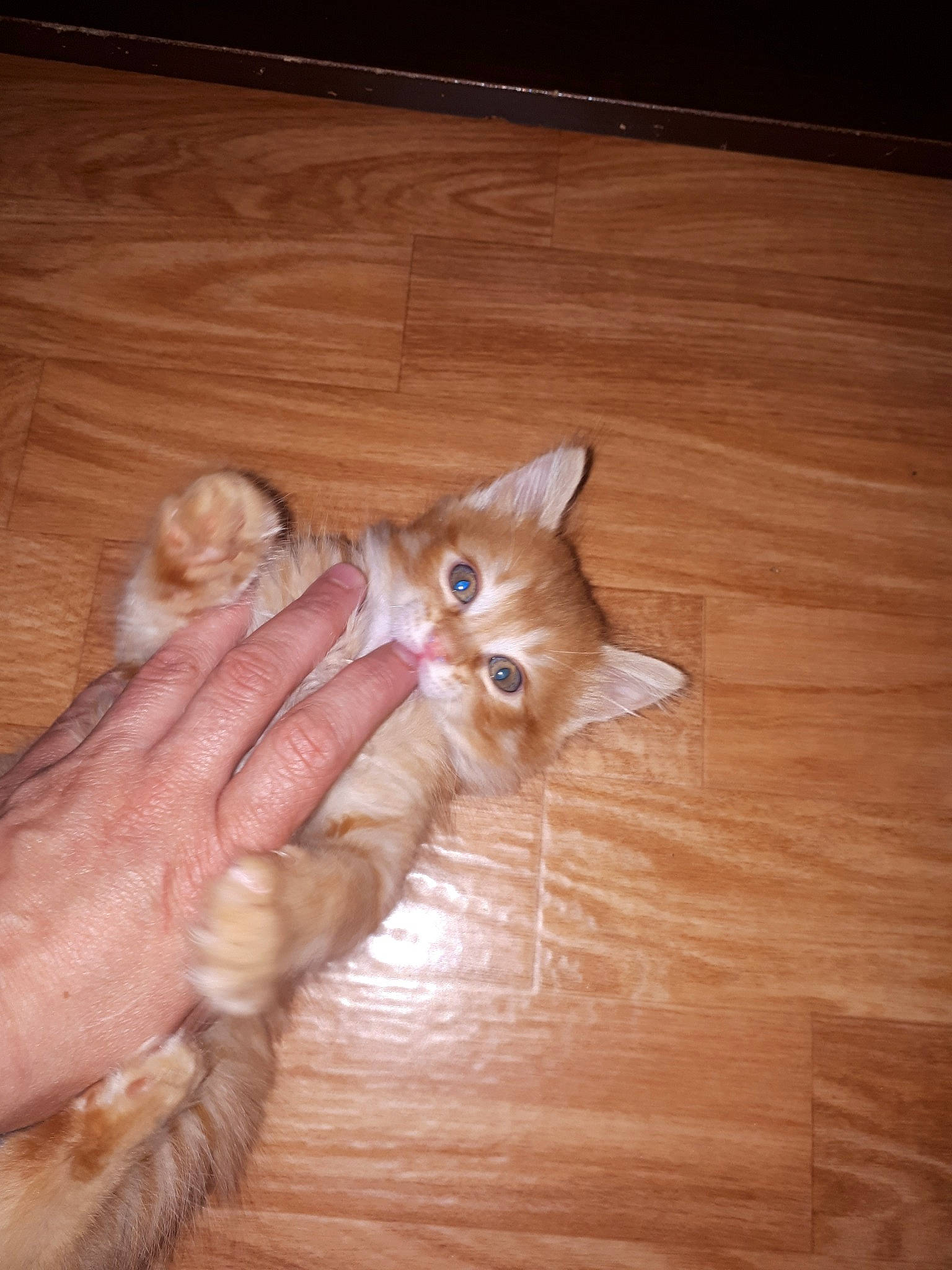 Chewbacca a rejoint le concours — aidez-le/la à gagner de superbes lots ! carnivore, cat, claw, domestic_long_haired_cat, european_shorthair, fawn, felidae, floor, flooring, fur, hand, hardwood, kitten, norwegian_forest_cat, ojos_azules, small_to_medium_sized_cats, somali, tail, whiskers, wood