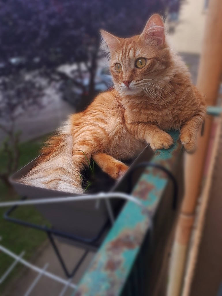 Chewbacca participe au concours pour gagner de l'argent avec cette photo : aegean_cat, asian, british_semi_longhair, carnivore, cat, domestic_short_haired_cat, dragon_li, european_shorthair, fawn, felidae, fur, german_rex, kitten, maine_coon, mammal, polydactyl_cat, small_to_medium_sized_cats, somali, tabby_cat, whiskers