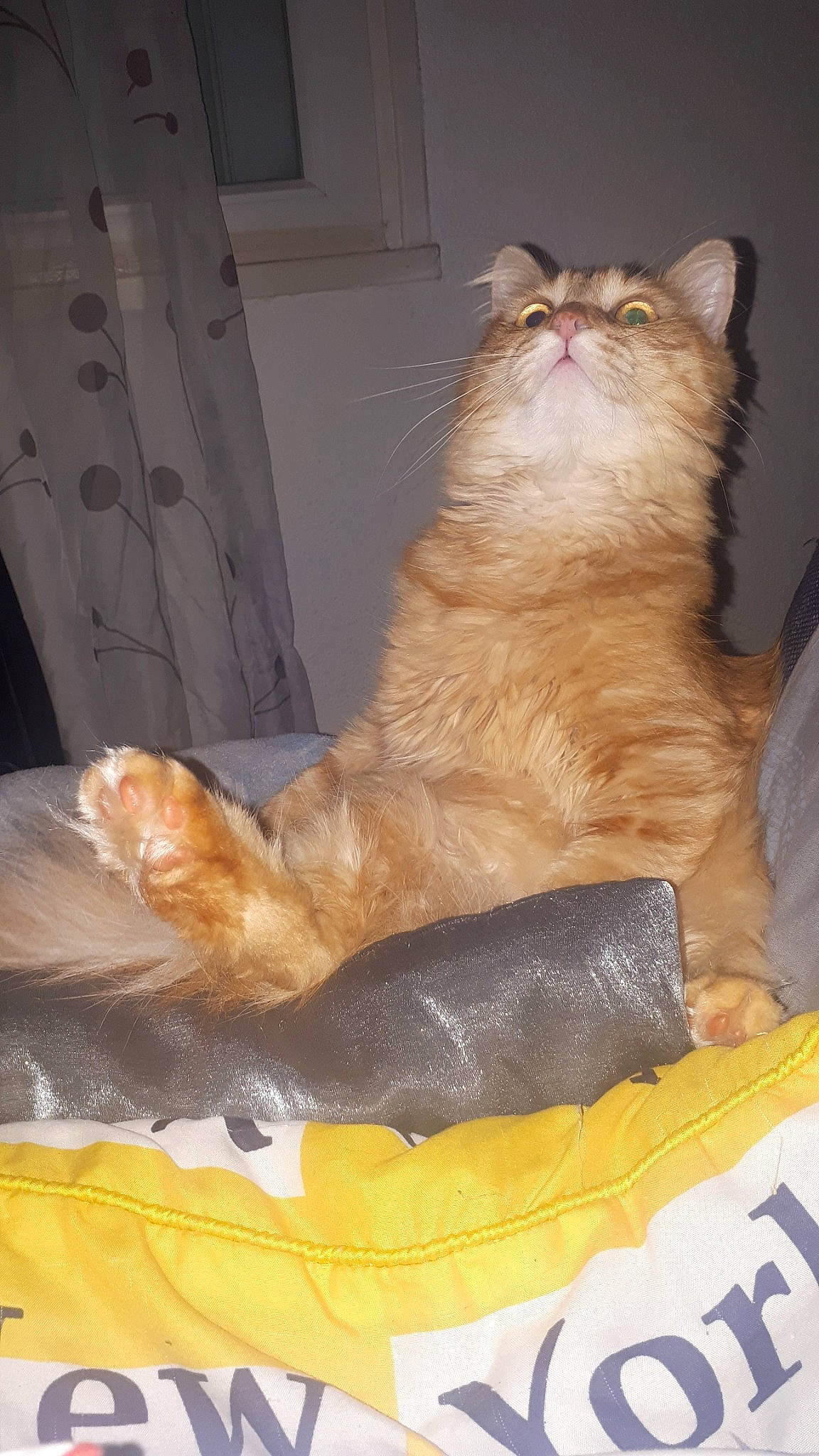 Chewbacca a rejoint le concours — aidez-le/la à gagner de superbes lots ! american_curl, asian, british_longhair, british_semi_longhair, carnivore, cat, cymric, domestic_long_haired_cat, fawn, felidae, kurilian_bobtail, maine_coon, mammal, norwegian_forest_cat, persian, siberian, small_to_medium_sized_cats, tail, whiskers