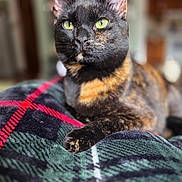 Chloe joined the competition — help win amazing prizes! animal, blanket, bokeh, cat, close_up, cozy, curious, ears, feline, focused, fur, green_eyes, indoor, paw, pet, plaid, portrait, sitting, tortoiseshell, whiskers