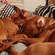 Shaggy joined the competition — help win amazing prizes! dog, sleeping, brown_fur, bed, blanket, striped, zebra_pattern, person, arm, collar, indoor, cozy, resting, paw, closeup, pet, companion, relaxed, furry, animal