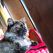 Mystic Moon is registered to the contest to win money with this photo: cat, tortoiseshell, fluffy, indoor, sunlight, red_bag, quilted, pet, feline, window_light, relaxing, cozy, animal, fur, whiskers, ear, paw, side_view, domestic_cat, resting
