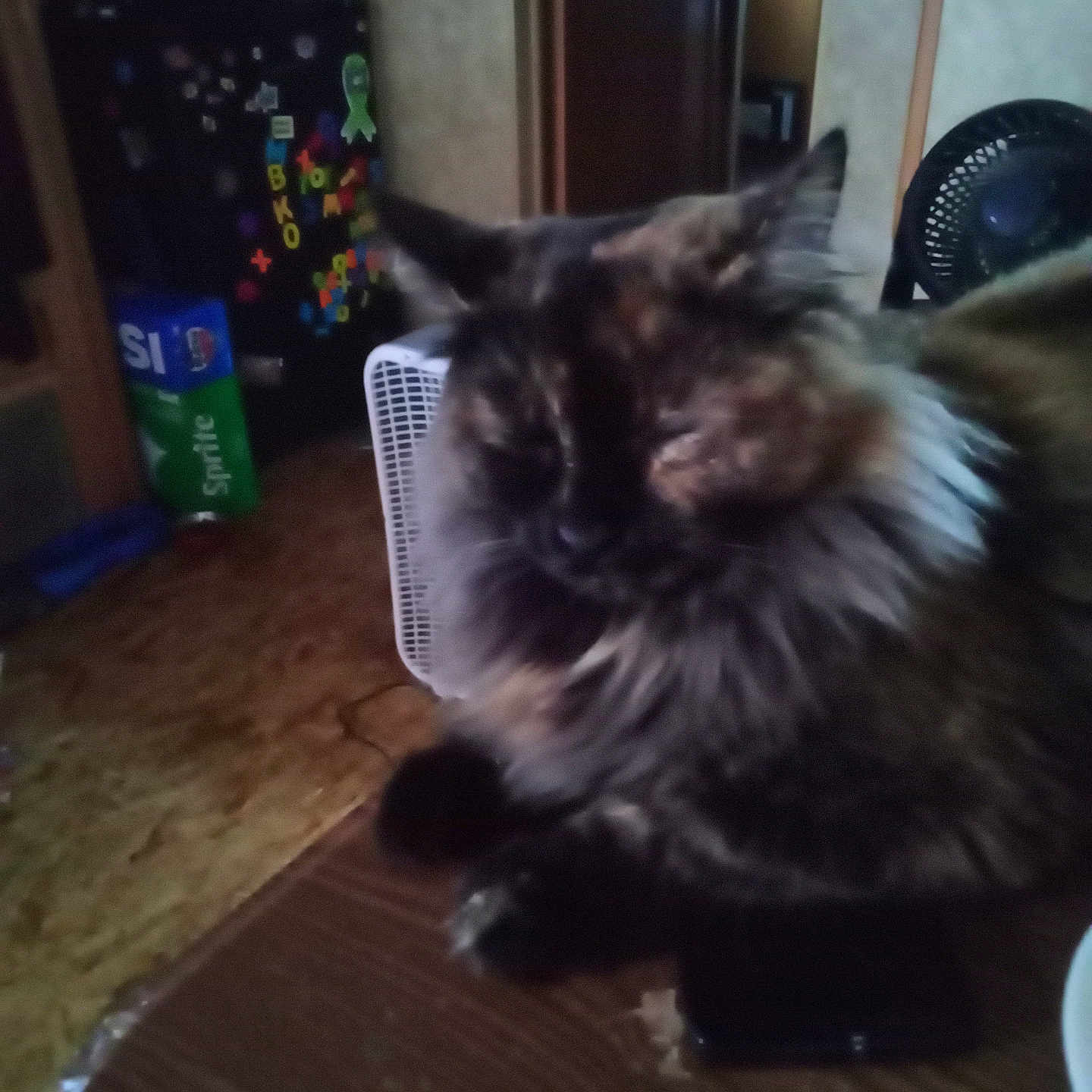 Mystic Moon is registered to the contest to win money with this photo: animal, cat, closed_eyes, cozy, domestic, door, fan, floor, fluffy, fridge, furniture, household, indoor, kitchen, magnets, pet, relaxed, resting, table, tortoiseshell
