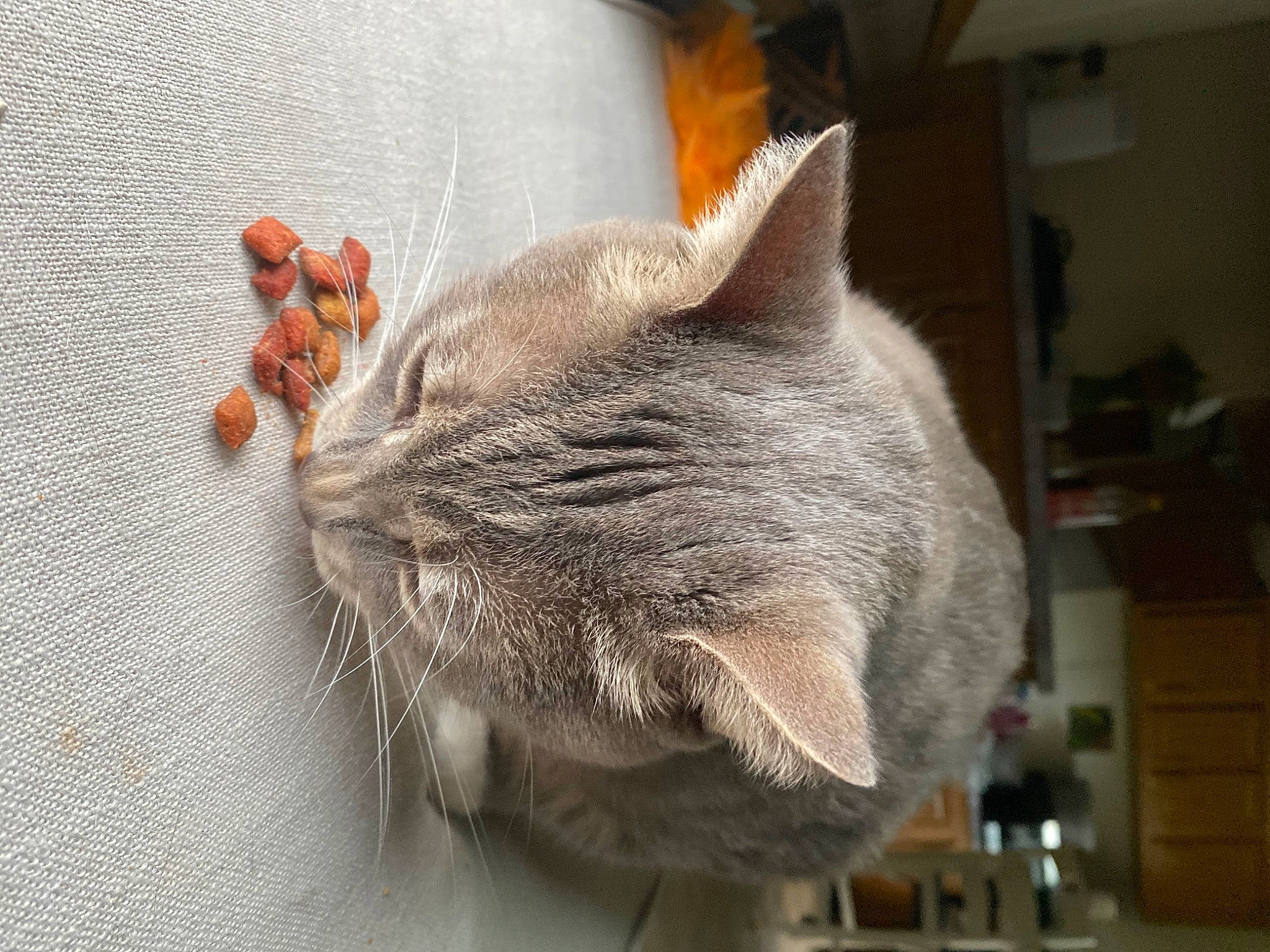 Dukey joined the competition — help win amazing prizes! asian, british_shorthair, carnivore, cat, chartreux, domestic_short_haired_cat, ear, fawn, felidae, fur, nebelung, russian_blue, small_to_medium_sized_cats, snout, tail, whiskers