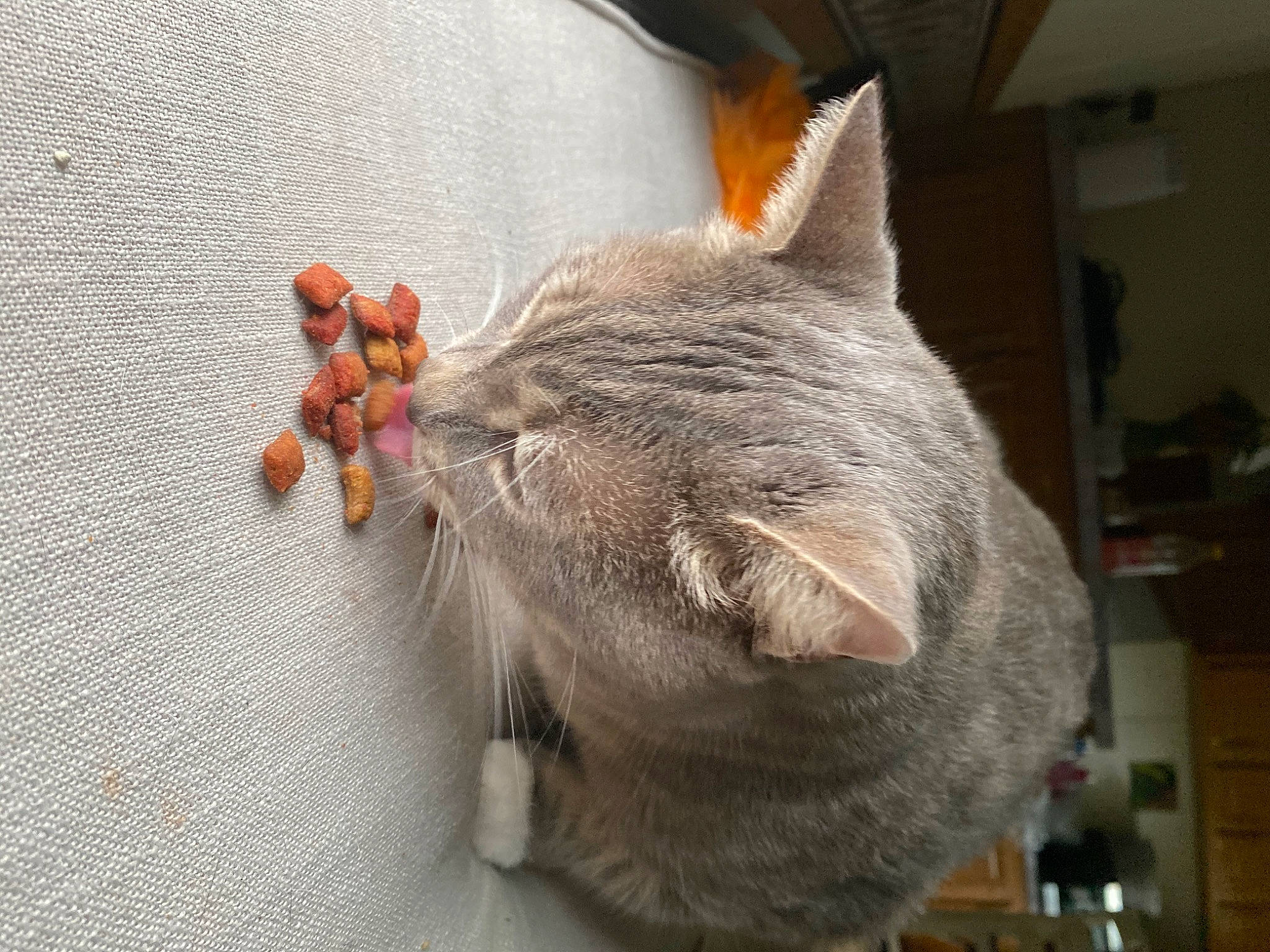 Dukey joined the competition — help win amazing prizes! british_shorthair, carnivore, cat, chartreux, domestic_short_haired_cat, ear, european_shorthair, fawn, felidae, fur, german_rex, korat, mammal, nebelung, small_to_medium_sized_cats, snout, tail, whiskers