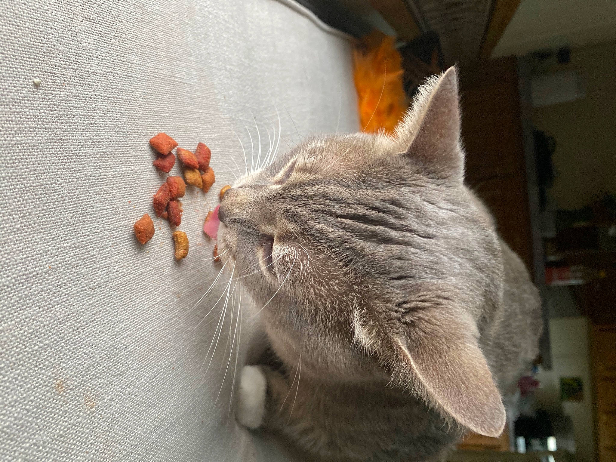 Dukey is registered to the contest to win money with this photo: british_shorthair, carnivore, cat, chartreux, claw, domestic_short_haired_cat, ear, european_shorthair, fawn, felidae, fur, korat, paw, russian_blue, small_to_medium_sized_cats, snout, tail, whiskers