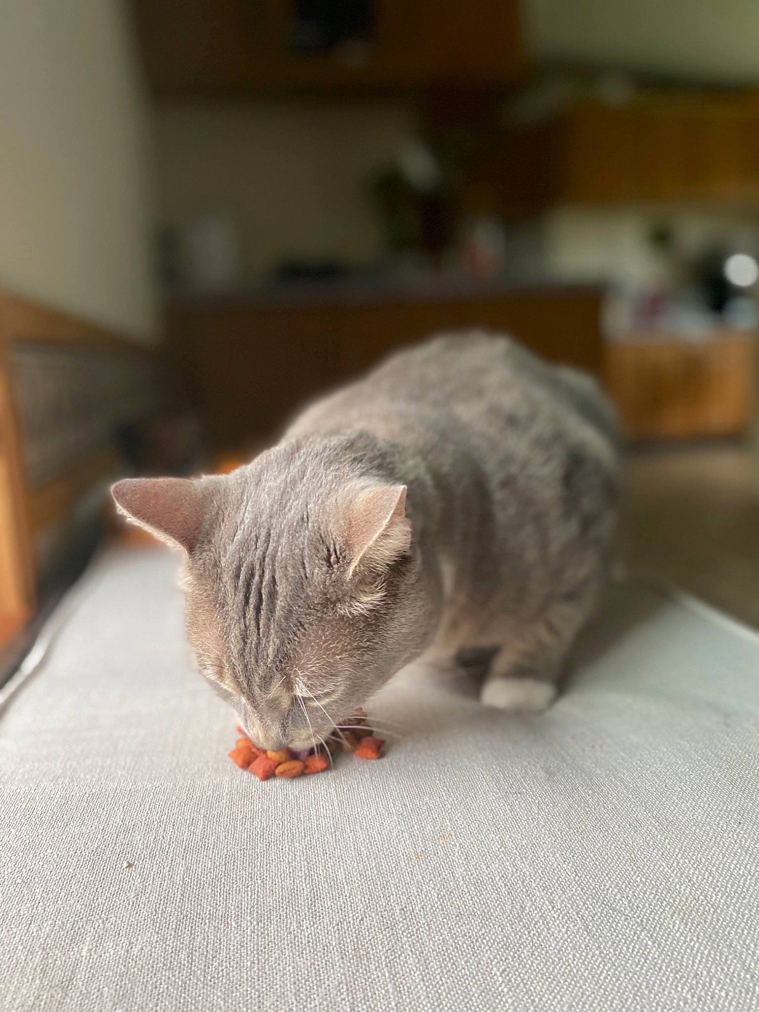 Dukey joined the competition — help win amazing prizes! american_shorthair, asian, british_shorthair, carnivore, cat, domestic_short_haired_cat, european_shorthair, fawn, felidae, fur, kitten, mammal, munchkin, small_to_medium_sized_cats, snout, tabby_cat, whiskers