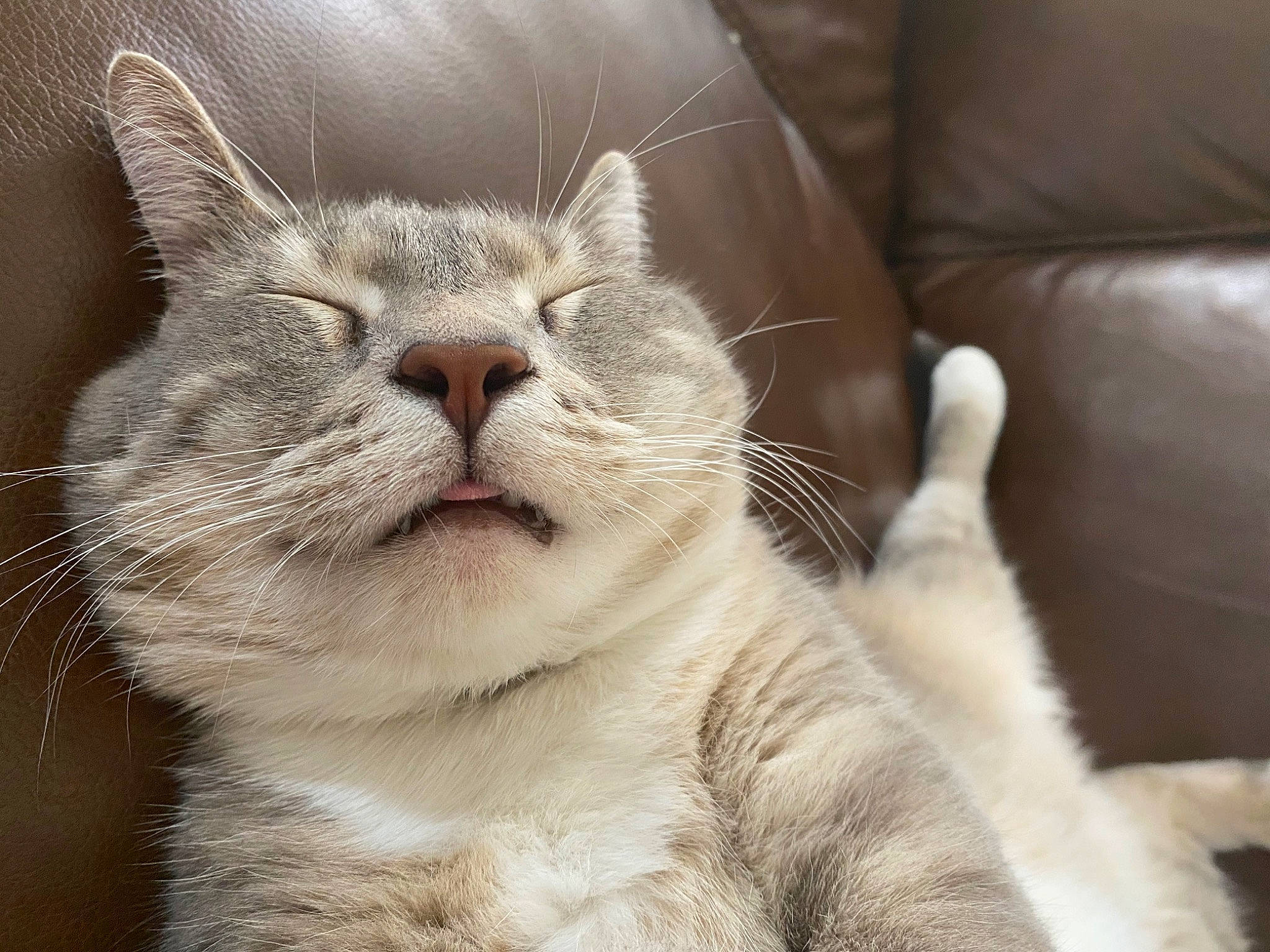 Dukey is registered to the contest to win money with this photo: aegean_cat, american_wirehair, asian, british_shorthair, burmilla, carnivore, cat, domestic_short_haired_cat, european_shorthair, facial_expression, fawn, felidae, fur, mammal, nose, paw, polydactyl_cat, small_to_medium_sized_cats, snout, whiskers
