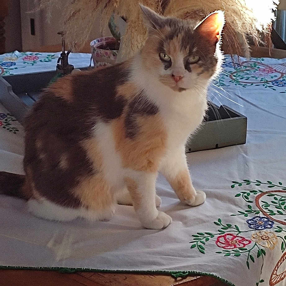 Papaye