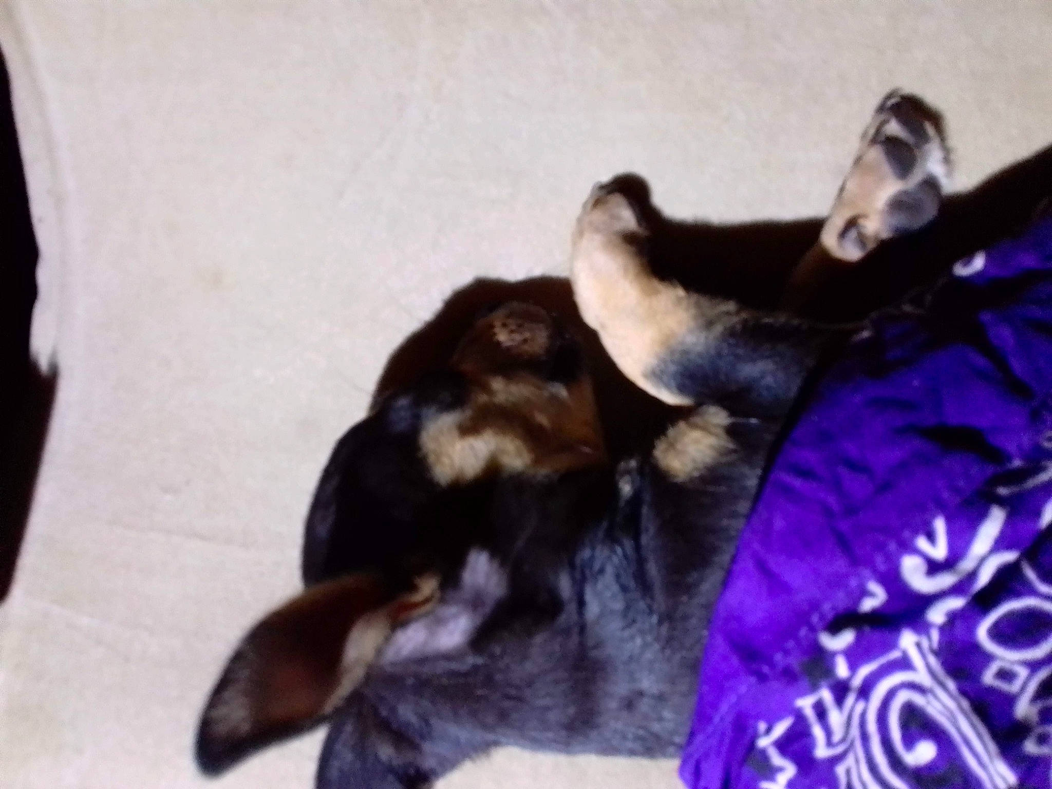 Jazmine joined the competition — help win amazing prizes! canidae, carnivore, comfort, companion_dog, dog, dog_breed, fur, paw, puppy, purple, sleep, working_animal, working_dog