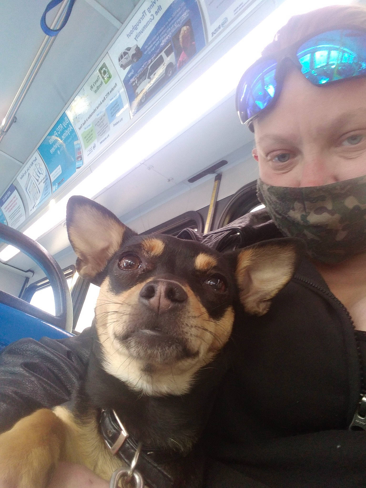 Jazmine joined the competition — help win amazing prizes! automotive_window_part, canidae, carnivore, collar, cool, dog, dog_breed, dog_collar, eyewear, jaw, mammal, passenger, personal_protective_equipment, pet_supply, selfie, snout, vehicle_door, vertebrate, windshield, working_animal