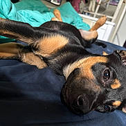 Ripley joined the competition — help win amazing prizes! puppy, dog, bed, blanket, black_fur, tan_fur, lying_down, indoor, pet, relaxed, ears, close_up, young_dog, sleepy, canine, soft_light, fur_texture, resting, animal, companion