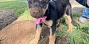 Ripley joined the competition — help win amazing prizes! puppy, dog, mud, dirt, hole, pink_bow, grass, park, outdoor, person, shoe, jeans, collar, cute, animal, young, playing, nature, daylight, curious