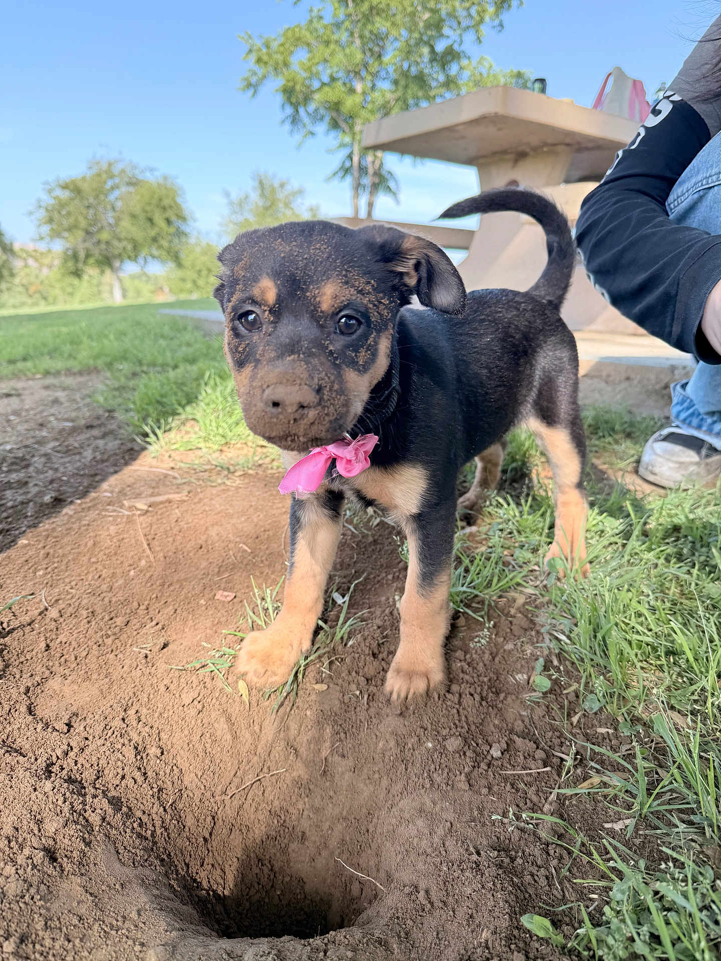Ripley joined the competition — help win amazing prizes! puppy, dog, mud, dirt, hole, pink_bow, grass, park, outdoor, person, shoe, jeans, collar, cute, animal, young, playing, nature, daylight, curious