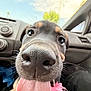 Ripley joined the competition — help win amazing prizes! dog, close_up, tongue_out, car_interior, dashboard, window, happy, pet, animal, nose, pink_bow, black_fur, brown_fur, whiskers, daylight, sky, tree, seat, playful, cute
