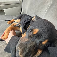 Ripley joined the competition — help win amazing prizes! animal, black_and_tan, calm, canine, car_interior, car_seat, close_up, companion, cute, dog, domestic_animal, hand, leash, person, pet, puppy, relaxation, resting, sleeping, young_dog