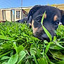 Ripley joined the competition — help win amazing prizes! puppy, grass, outdoor, closeup, black_and_tan, dog, cute, animal, pet, nature, greenery, sunlight, building, sky, leaf, young_dog, playful, face, fur, nose