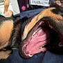 dog, close_up, mouth_open, tongue, teeth, black_fur, tan_fur, indoor, blurred_background, playful, pet, animal, cozy, furniture, human_leg, paw, canine, lying_down, resting, cute
