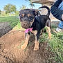Ripley is registered to the contest to win money with this photo: bench, curious, cute, daylight, dirt, dog, excavation, grass, hole, jeans, outdoor, park, person, pink_bow, playful, puppy, sneakers, sunny, tree, young_dog