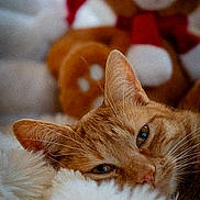 Gaïa participe au concours pour gagner de l'argent avec cette photo : cat, ginger_cat, close_up, fluffy, blanket, cozy, sleepy, indoor, soft_texture, pet, animal, whiskers, ears, teddy_bear, stuffed_toy, blurred_background, warm_colors, relaxing, holiday_theme, red_scarf