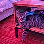 Ulysse a rejoint le concours — aidez-le/la à gagner de superbes lots ! cat, tabby, feline, wooden_floor, table, shelf, indoor, pet, fur, striped, relaxed, cozy, pink_lighting, plush_furniture, living_room, flooring, domestic_animal, curious, paw, resting
