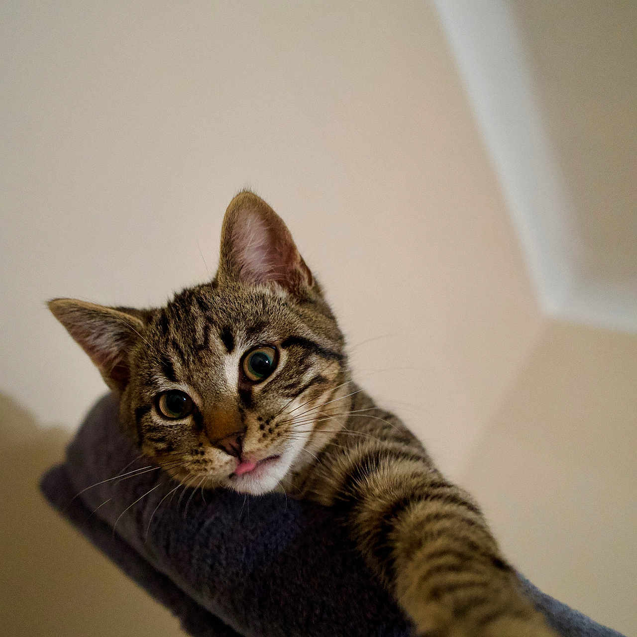 Ulysse a rejoint le concours — aidez-le/la à gagner de superbes lots ! animal, cat, closeup, curious, cute, ears, face, feline, indoor, mammal, paw, pet, playful, stretching, striped, tabby, tongue, towel, whiskers, wide_eyes