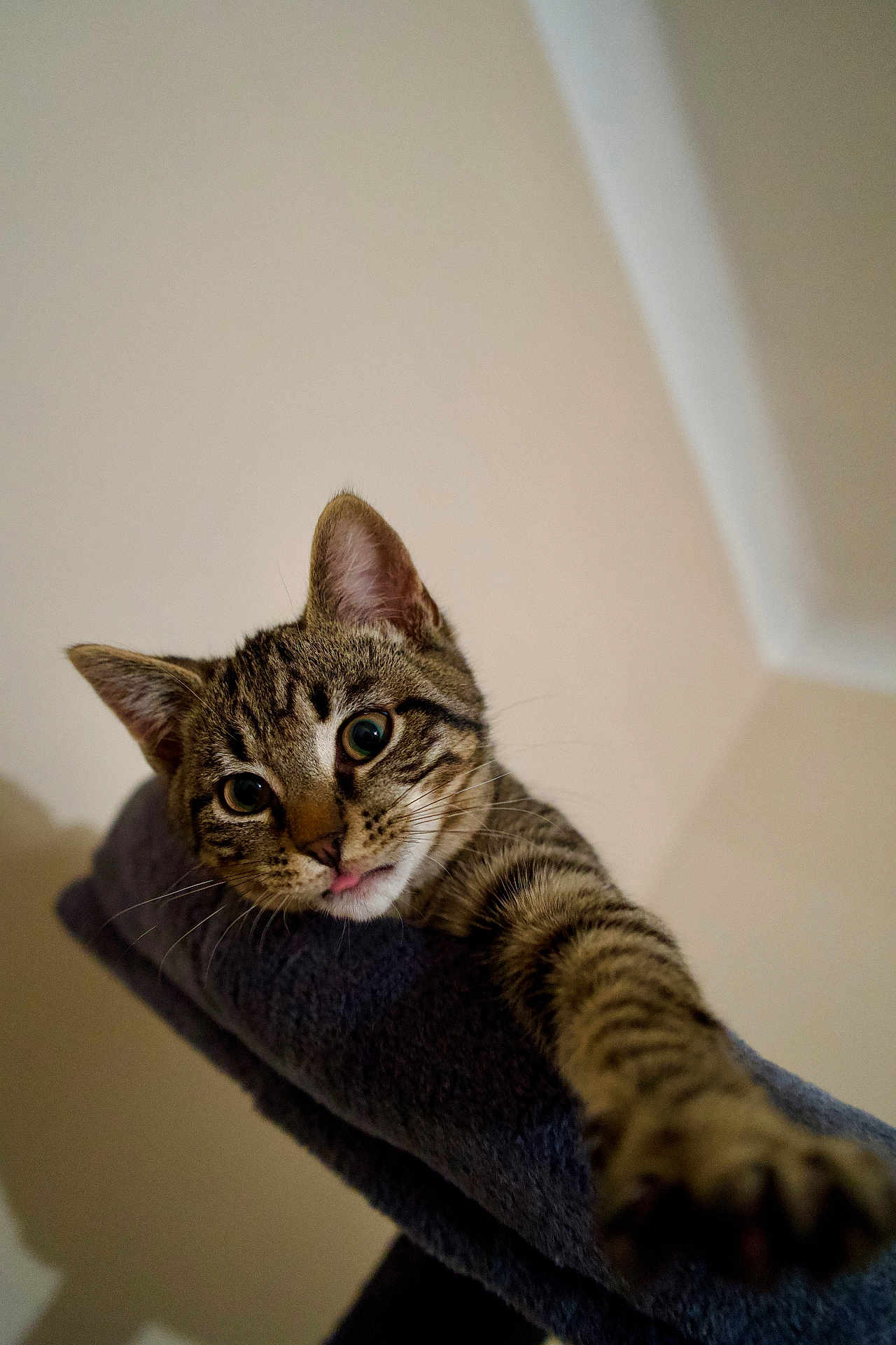 Ulysse a rejoint le concours — aidez-le/la à gagner de superbes lots ! cat, tabby, paw, stretching, curious, wide_eyes, tongue, whiskers, towel, indoor, pet, feline, closeup, cute, playful, striped, animal, mammal, face, ears