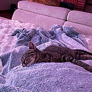 Ulysse participe au concours pour gagner de l'argent avec cette photo : cat, sleeping, blanket, couch, striped_couch, indoor, furniture, fur, pet, relaxation, cozy, purple_light, tabby_cat, resting, home, comfort, animal, two_cats, soft_texture, nap