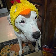 Winter joined the competition — help win amazing prizes! dog, white_dog, pet, animal, duck_hat, costume, yellow, orange_beak, red_hat, funny, portrait, close_up, standing, indoors, doorway, wooden_furniture, floor, mat, toys, home