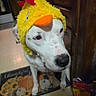dog, white_dog, pet, animal, duck_hat, costume, yellow, orange_beak, red_hat, funny, portrait, close_up, standing, indoors, doorway, wooden_furniture, floor, mat, toys, home