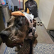 Peaches is registered to the contest to win money with this photo: animal, appliance, brindle, close_up, costume, cow_costume, dog, door, floor, funny, home, horns, indoor, kitchen, pet, portrait, rug, serious, short_hair, standing