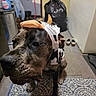 animal, appliance, brindle, close_up, costume, cow_costume, dog, door, floor, funny, home, horns, indoor, kitchen, pet, portrait, rug, serious, short_hair, standing