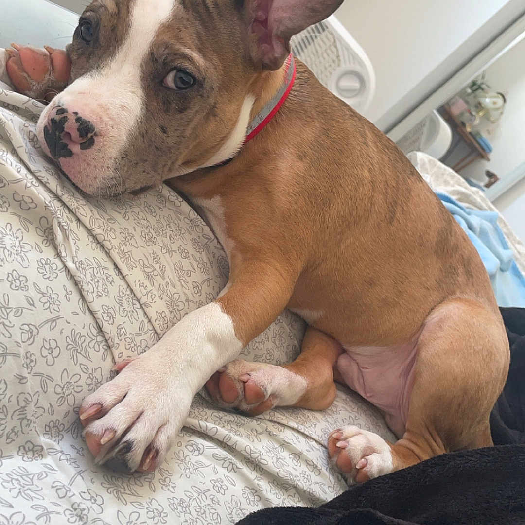Pop joined the competition — help win amazing prizes! animal, bed, blanket, brown, collar, cozy, cute, dog, ears, fur, indoor, looking, patterned_bedspread, paw, pet, puppy, relaxed, resting, white, young_dog